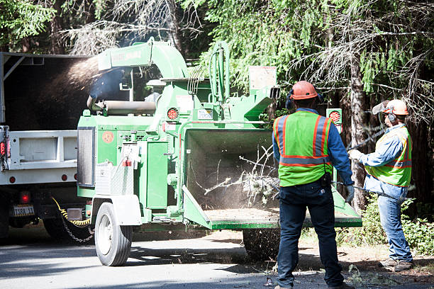 Best Tree Disease Treatment  in Sparrow Bush, NY