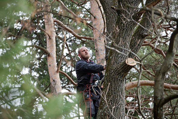 How Our Tree Care Process Works  in  Sparrow Bush, NY